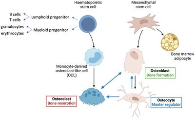 Crosstalk Between Senescent Bone Cells and the Bone Tissue Microenvironment Influences Bone Fragility During Chronological Age and in Diabetes